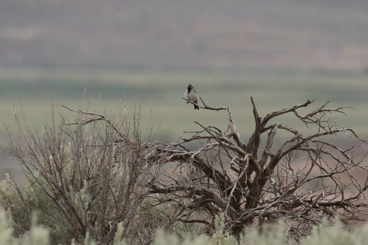 Black-throated Sparrow - ML645149949