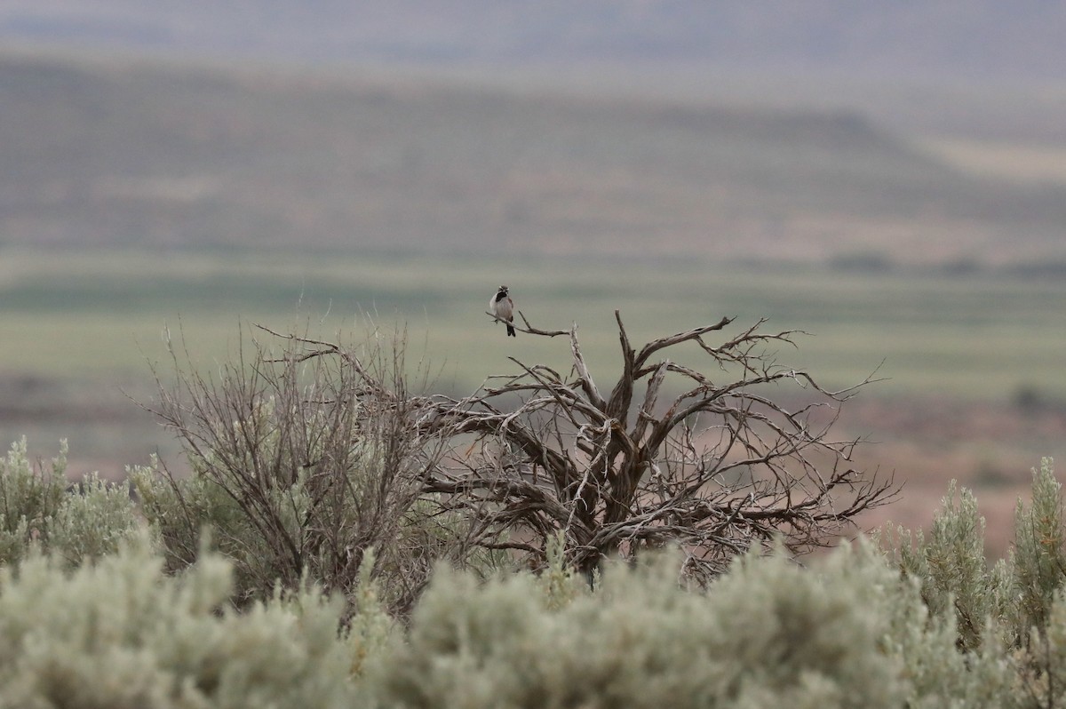 Black-throated Sparrow - ML645149950