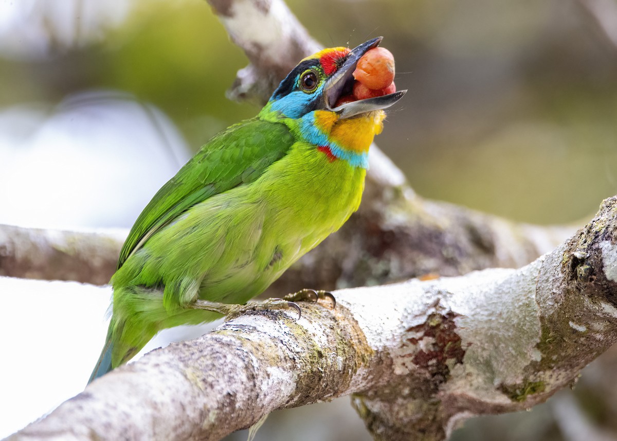 Barbudo Cejinegro - ML645149972