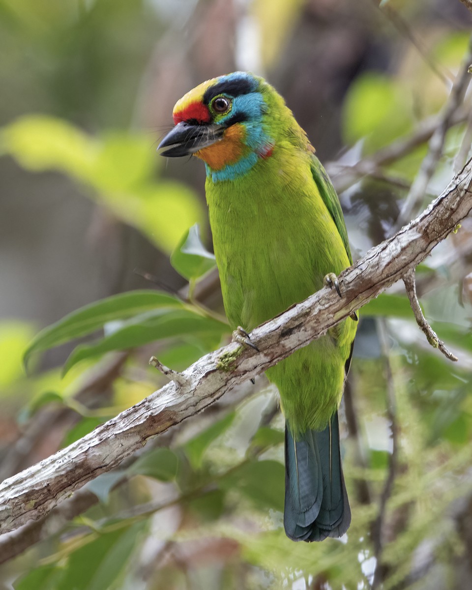 Barbudo Cejinegro - ML645149973