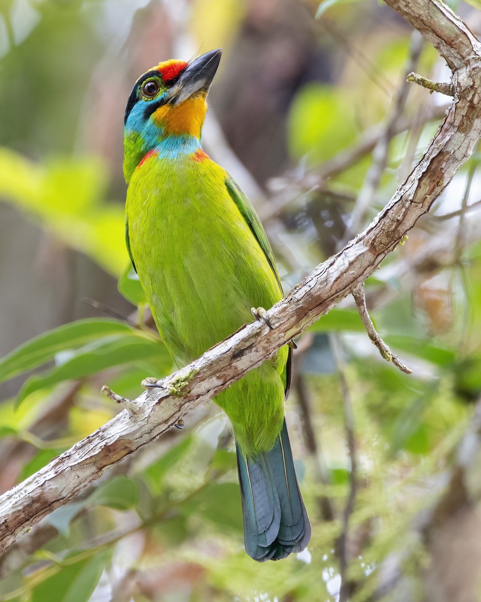 Barbudo Cejinegro - ML645149974