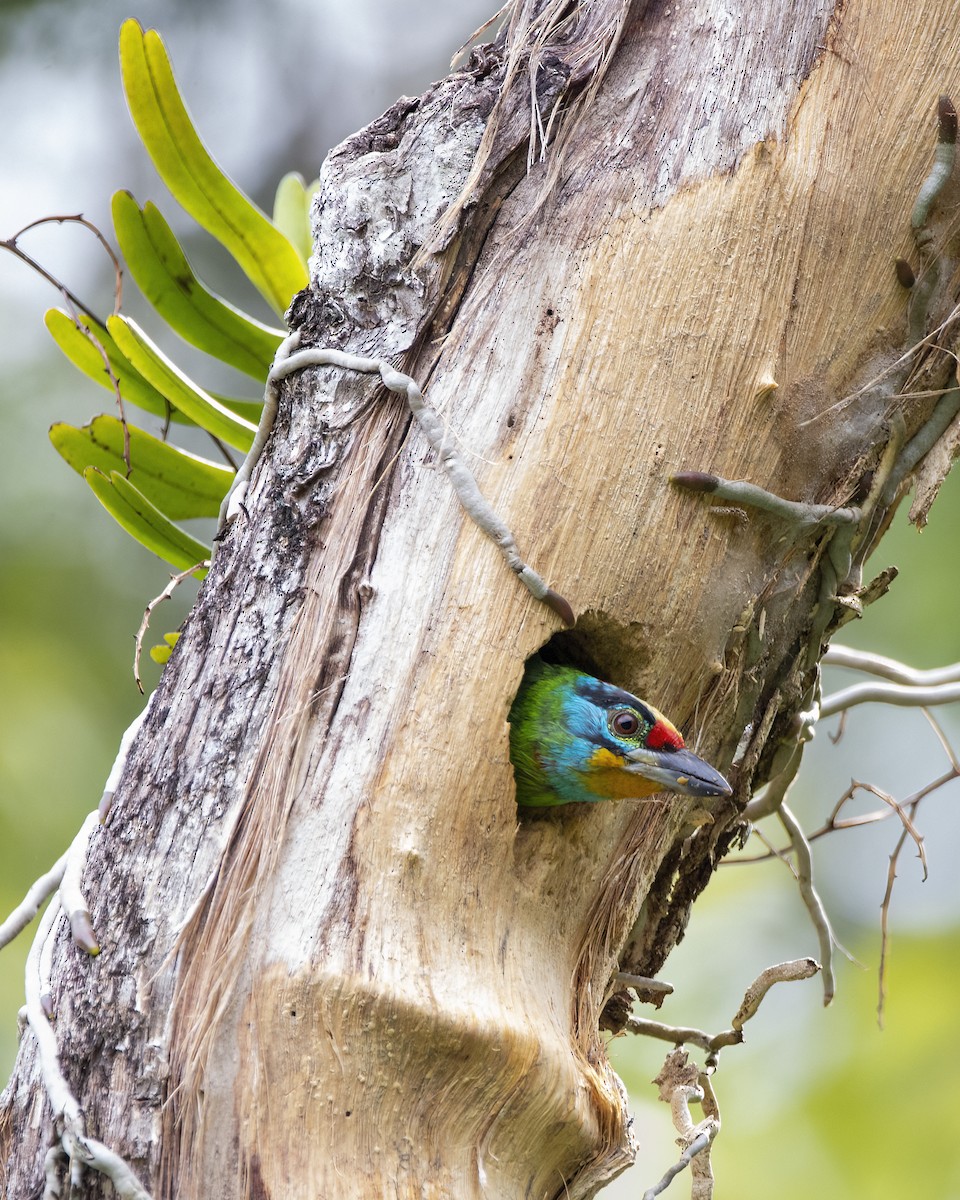 Barbudo Cejinegro - ML645149975