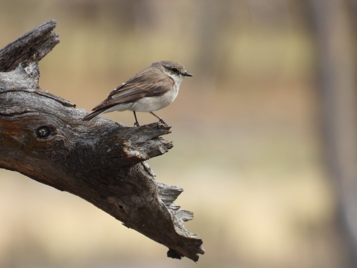 lejsčík šedohnědý - ML645149982
