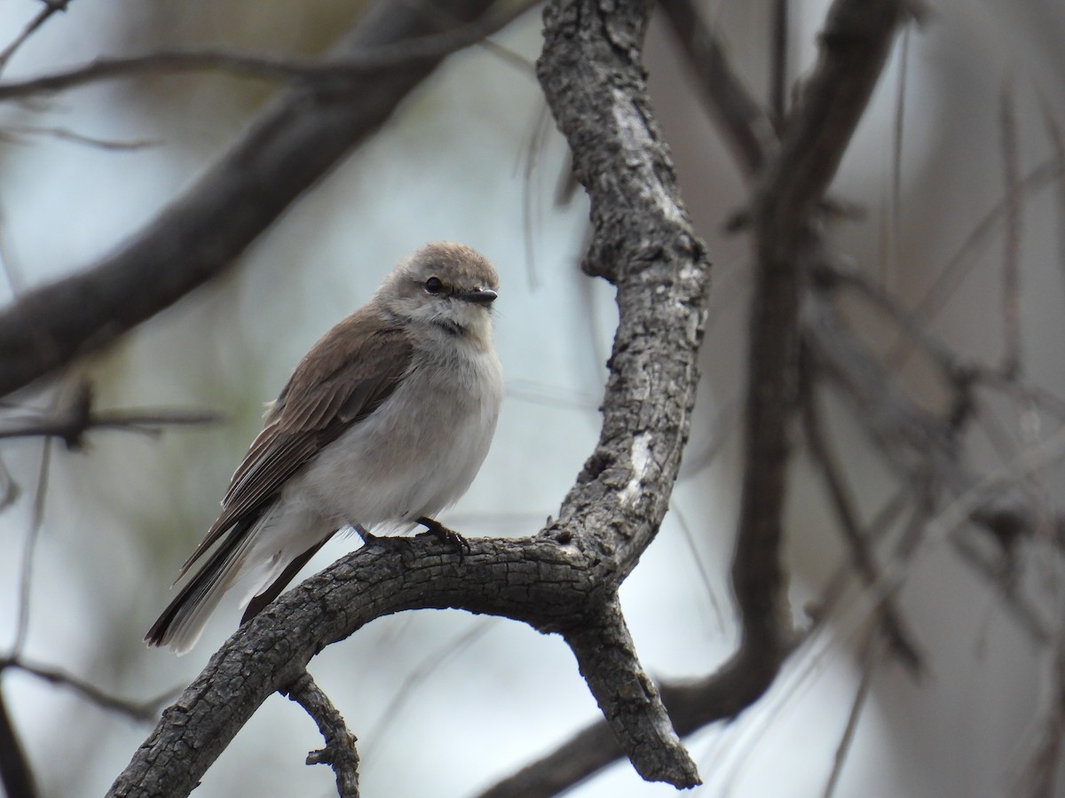 lejsčík šedohnědý - ML645149983