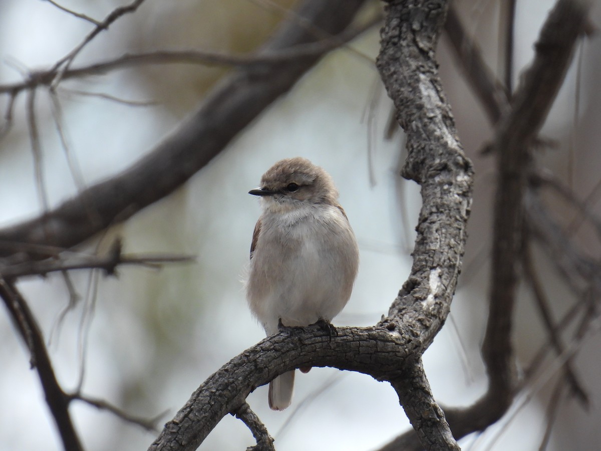 lejsčík šedohnědý - ML645149984