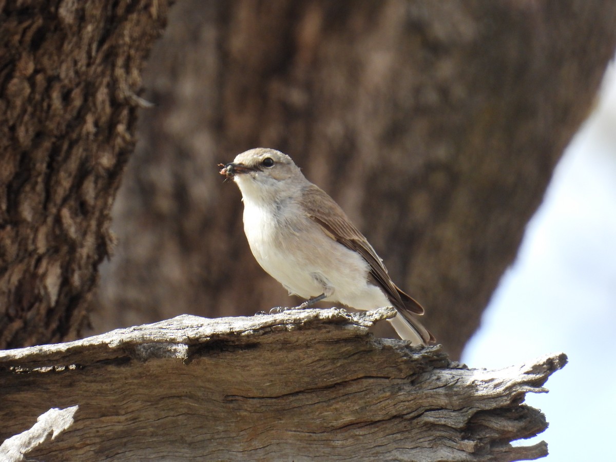 lejsčík šedohnědý - ML645149985