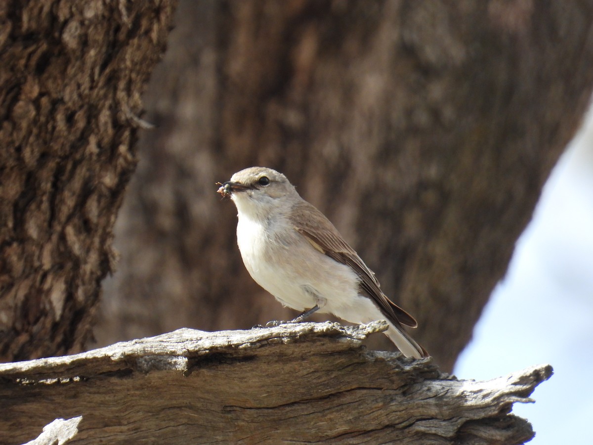 lejsčík šedohnědý - ML645149986