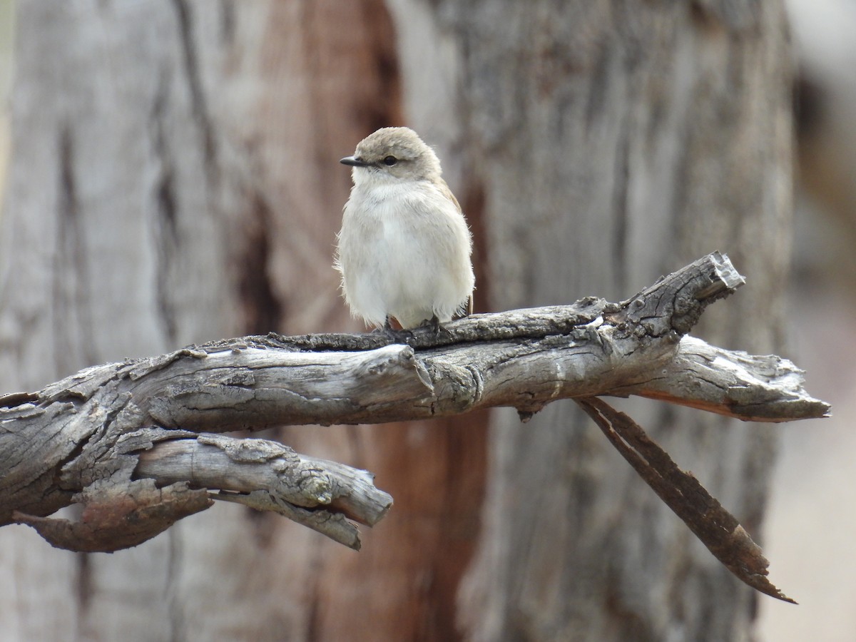 lejsčík šedohnědý - ML645149988
