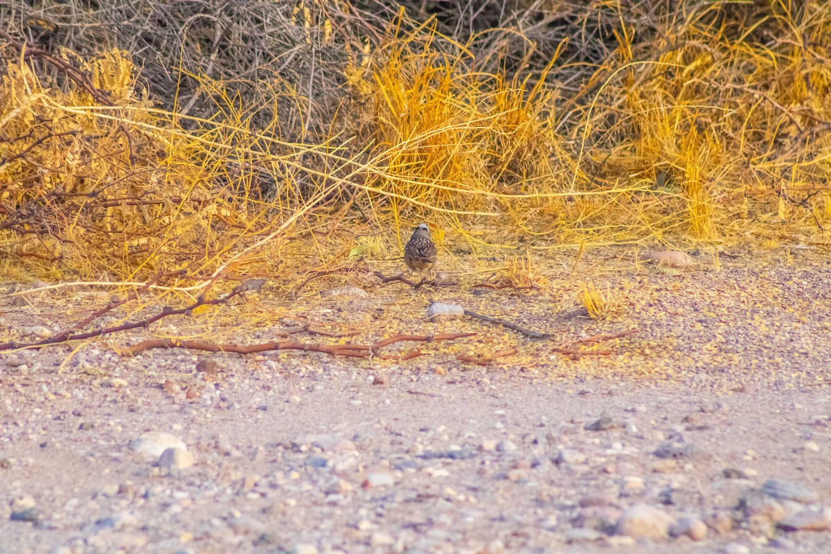 Белобровая овсянка - ML645150045
