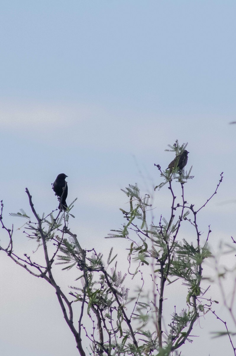 Braunkopf-Kuhstärling - ML645150051