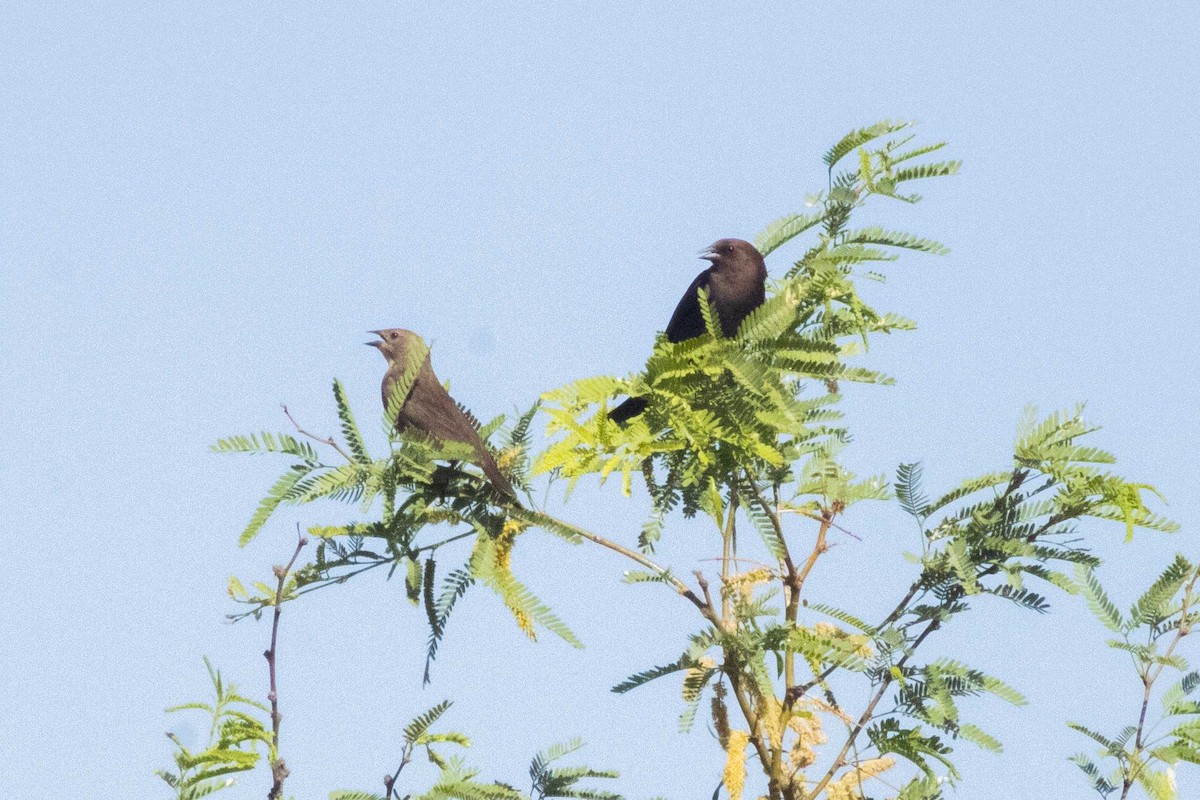 Braunkopf-Kuhstärling - ML645150058