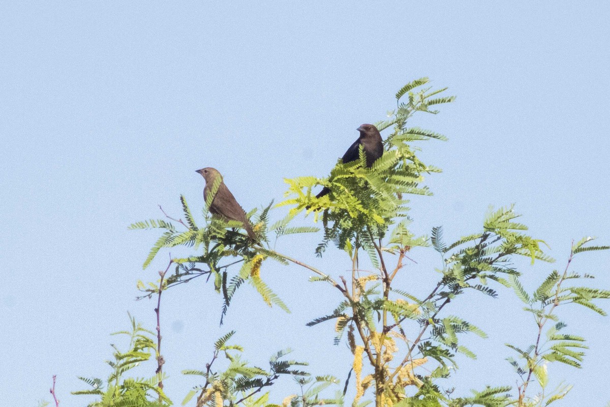 Braunkopf-Kuhstärling - ML645150059