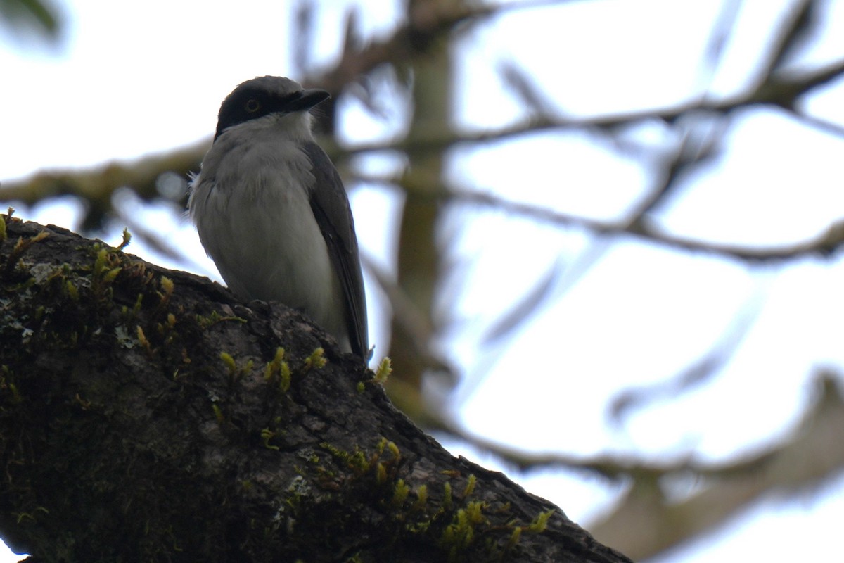 Malabar Woodshrike - ML645150069