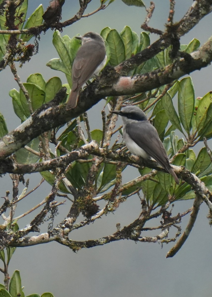 Malabar Woodshrike - ML645150070
