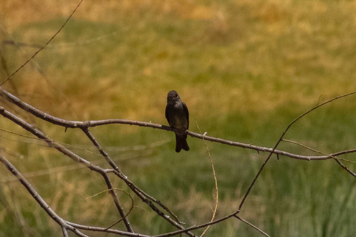 Western Wood-Pewee - ML645150080
