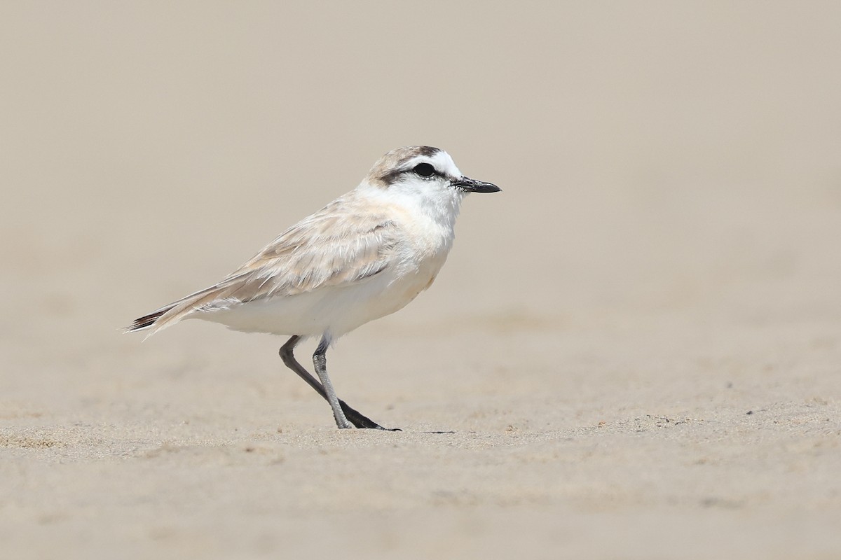 White-fronted Plover - ML645150083