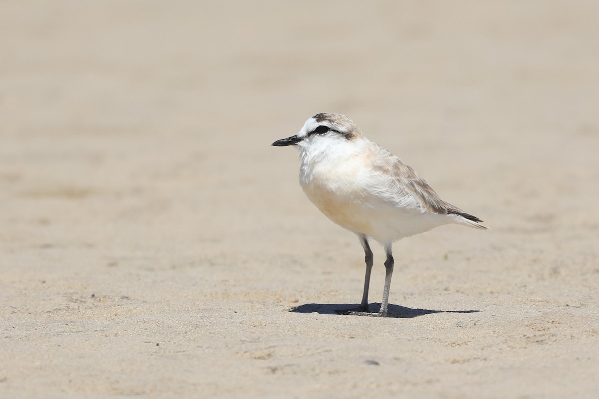 White-fronted Plover - ML645150084