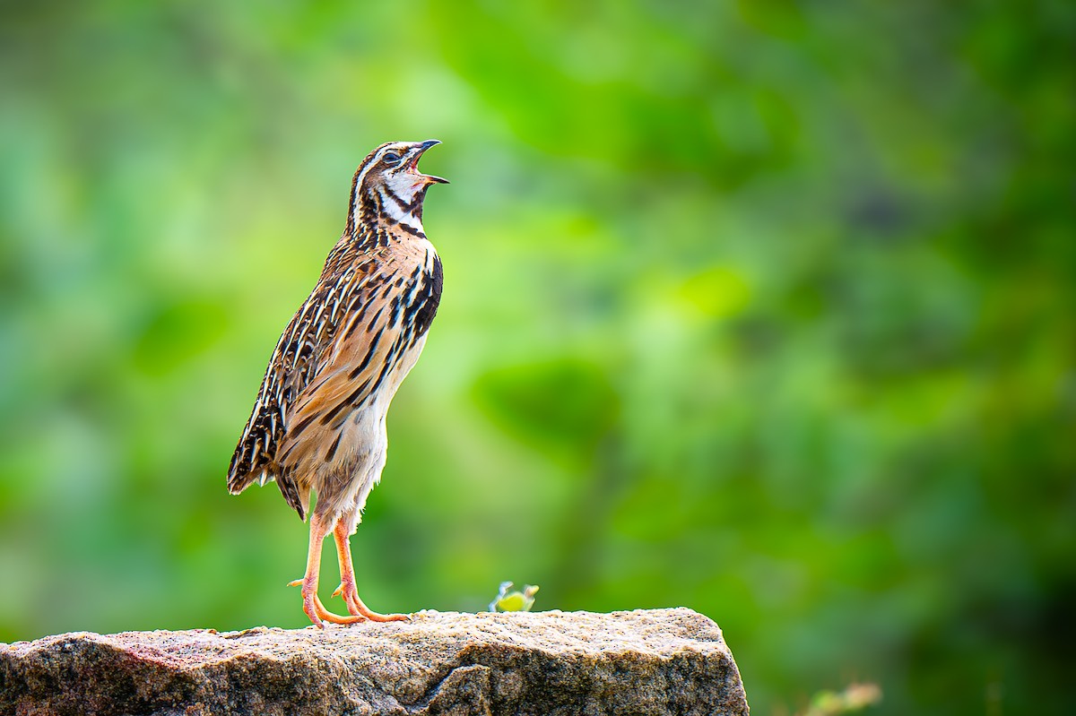 Rain Quail - ML645150085
