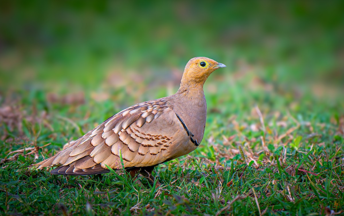 Chestnut-bellied Sandgrouse - ML645150086