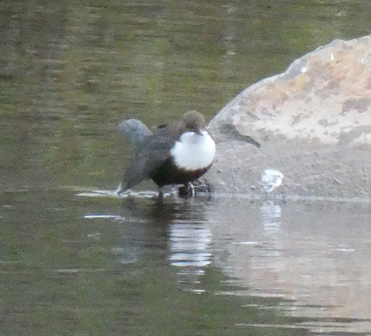 White-throated Dipper - ML645150087