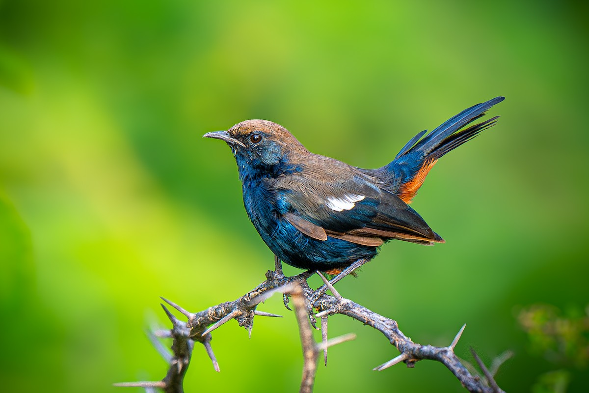 Indian Robin - ML645150094