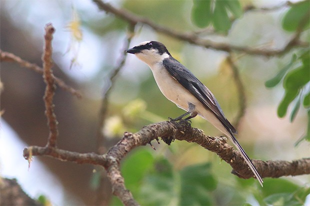 Ashy Minivet - ML645150095