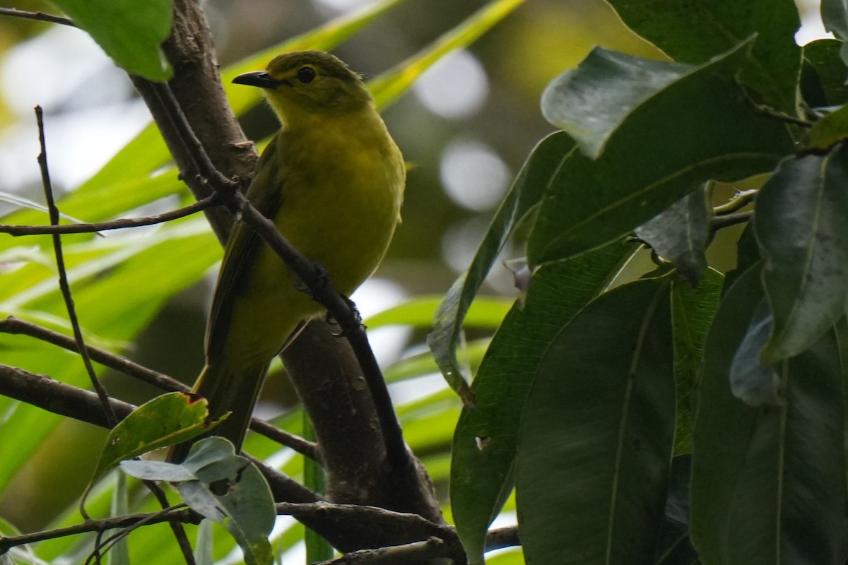 Yellow-browed Bulbul - ML645150096