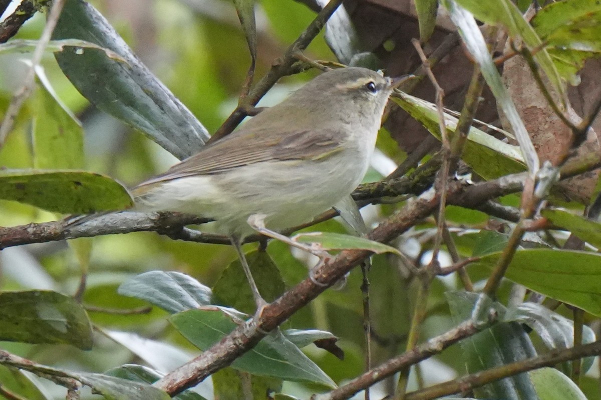 Phylloscopus sp. - ML645150098
