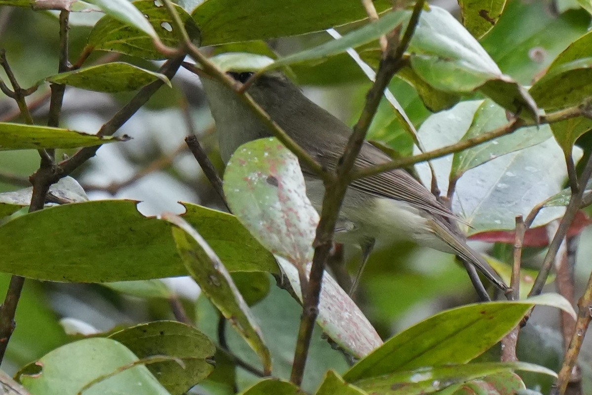 Phylloscopus sp. - ML645150099