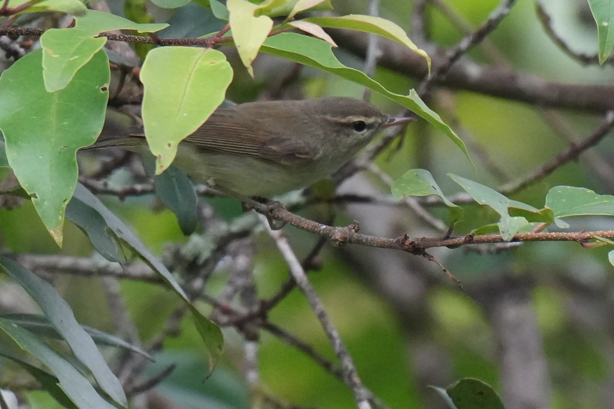 Phylloscopus sp. - ML645150100