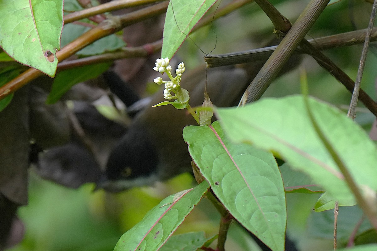 Dark-fronted Babbler - ML645150110