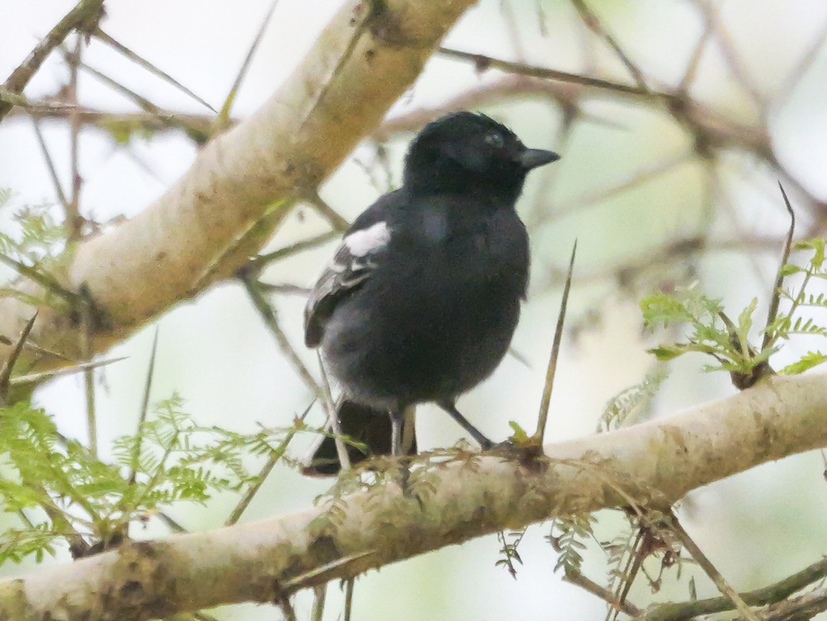 Southern Black-Tit - ML645150115