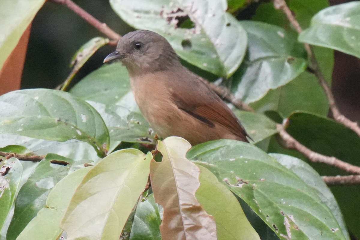 Brown-cheeked Fulvetta - ML645150116