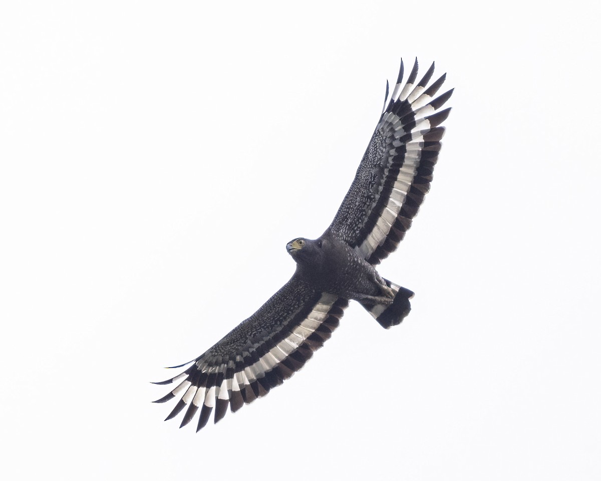 Хохлатый змееяд - ML645150118