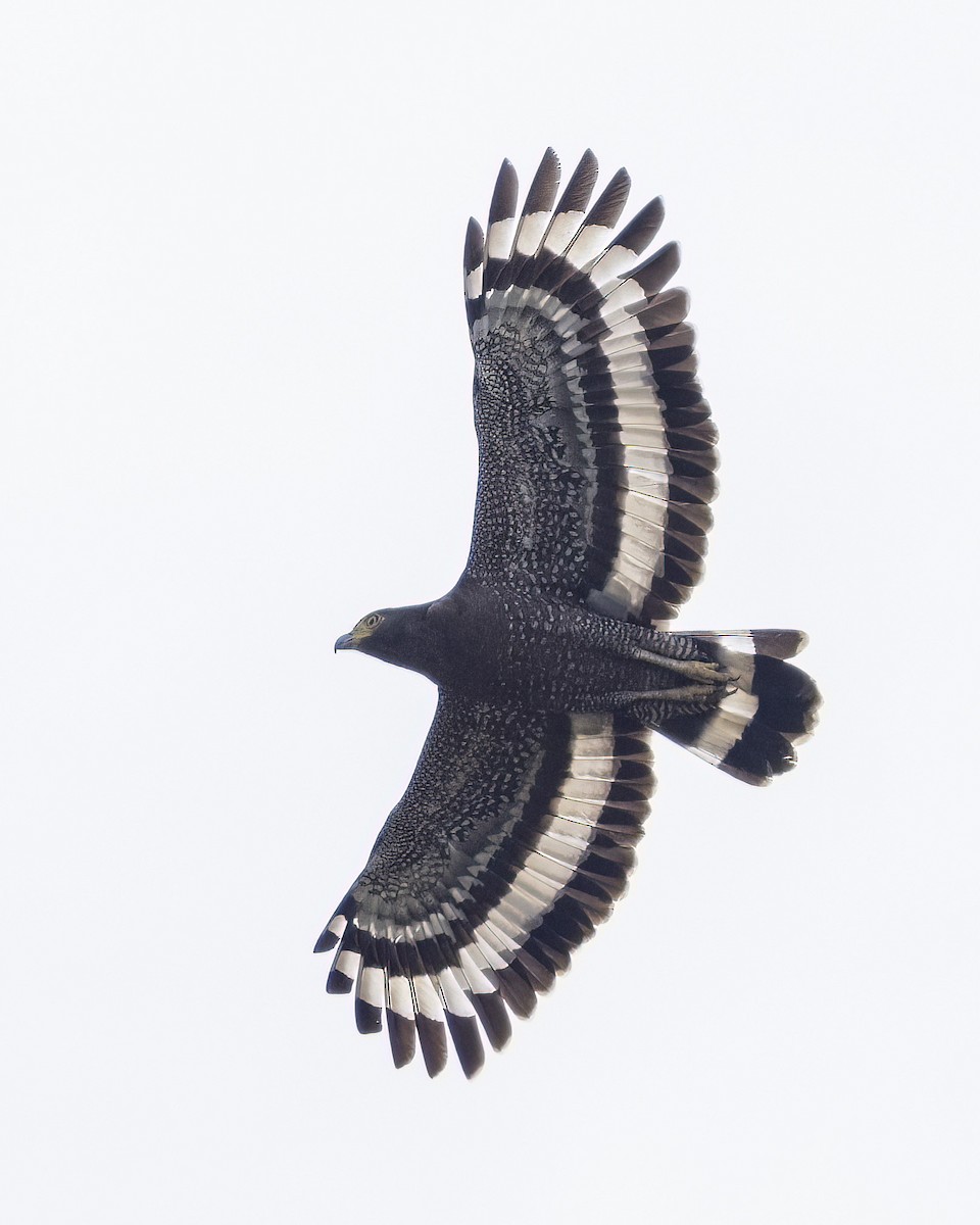 Хохлатый змееяд - ML645150119