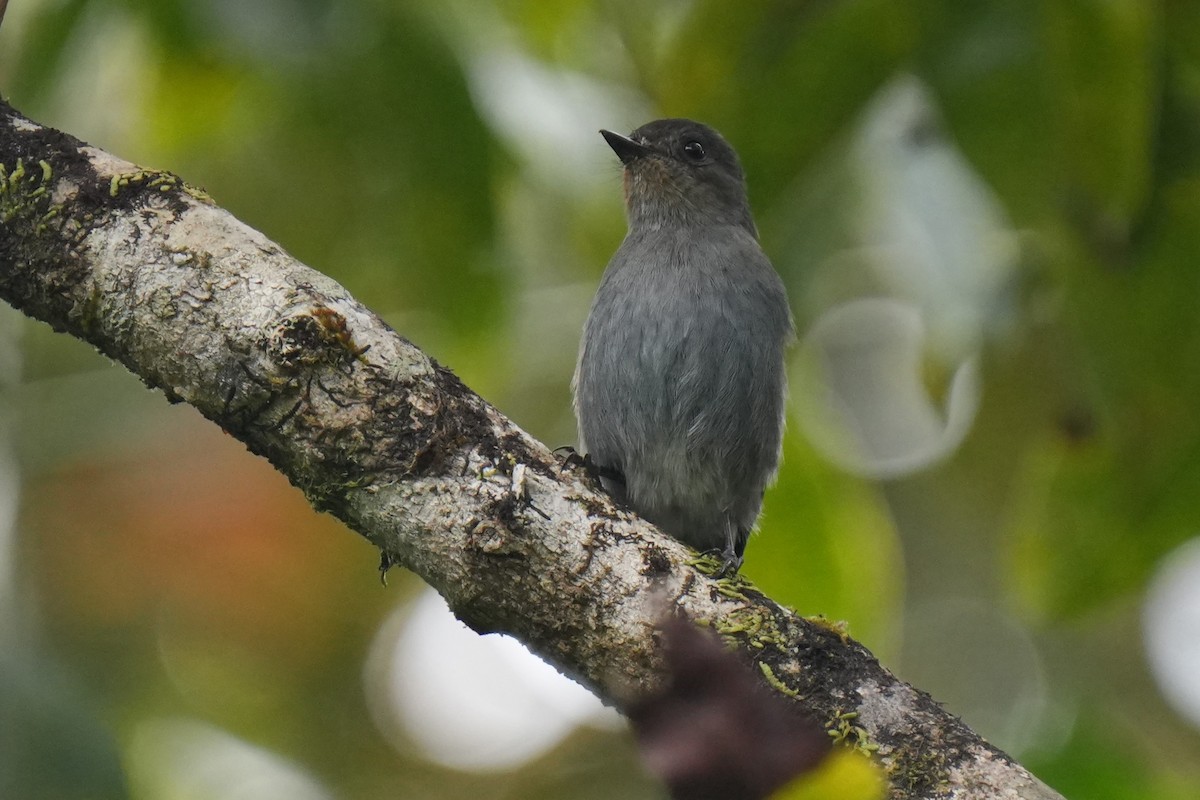 Nilgiri Flycatcher - ML645150136