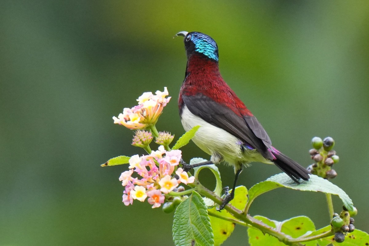 Crimson-backed Sunbird - ML645150142