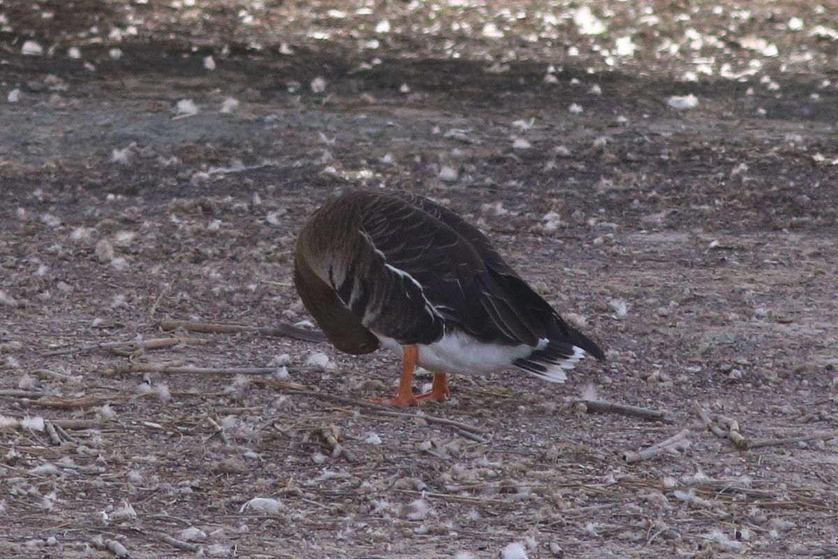 Greater White-fronted Goose - ML645150159