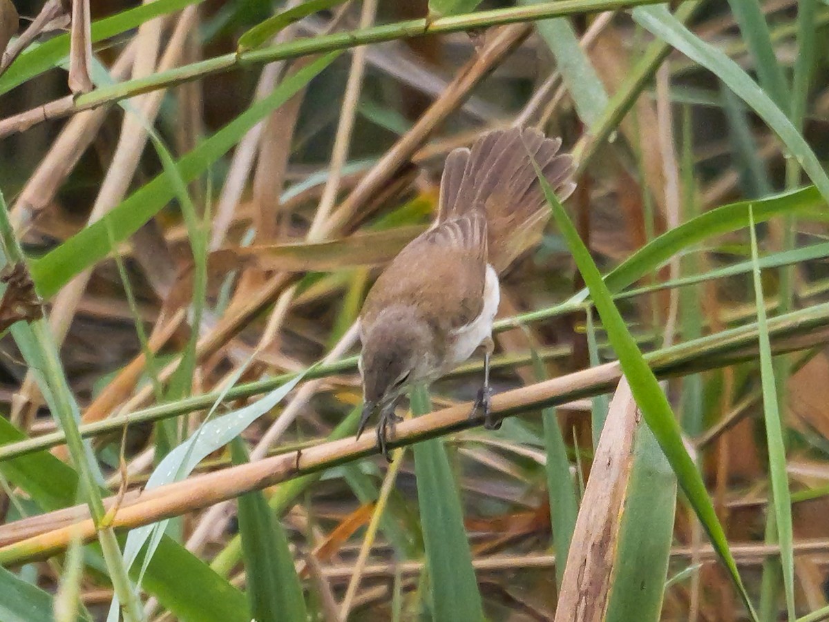 Тростниковая камышевка (группа baeticatus) - ML645150160