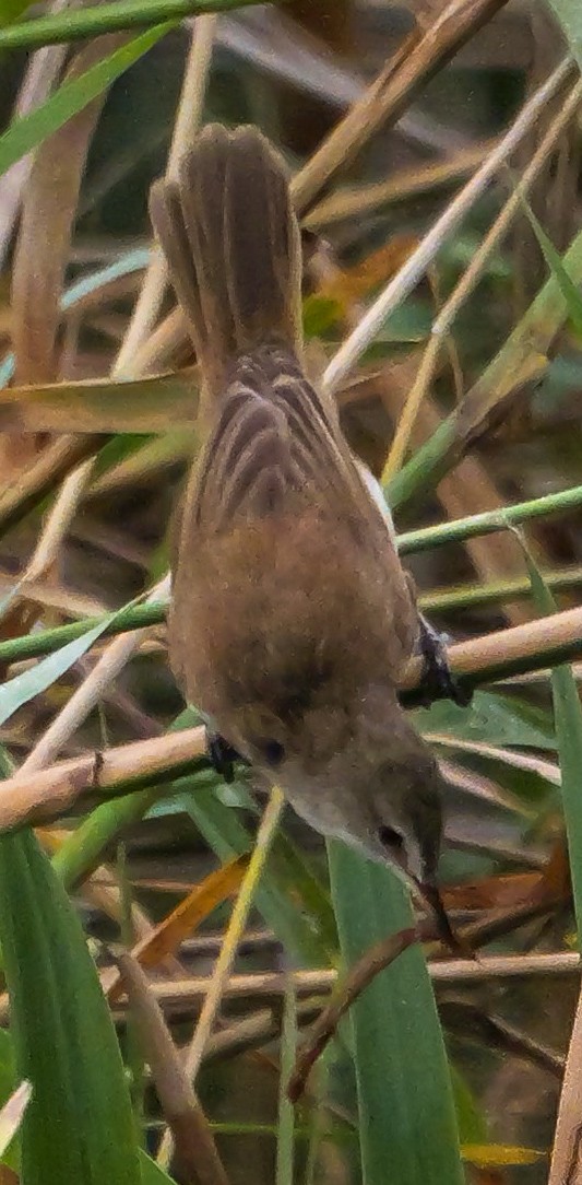 Тростниковая камышевка (группа baeticatus) - ML645150161
