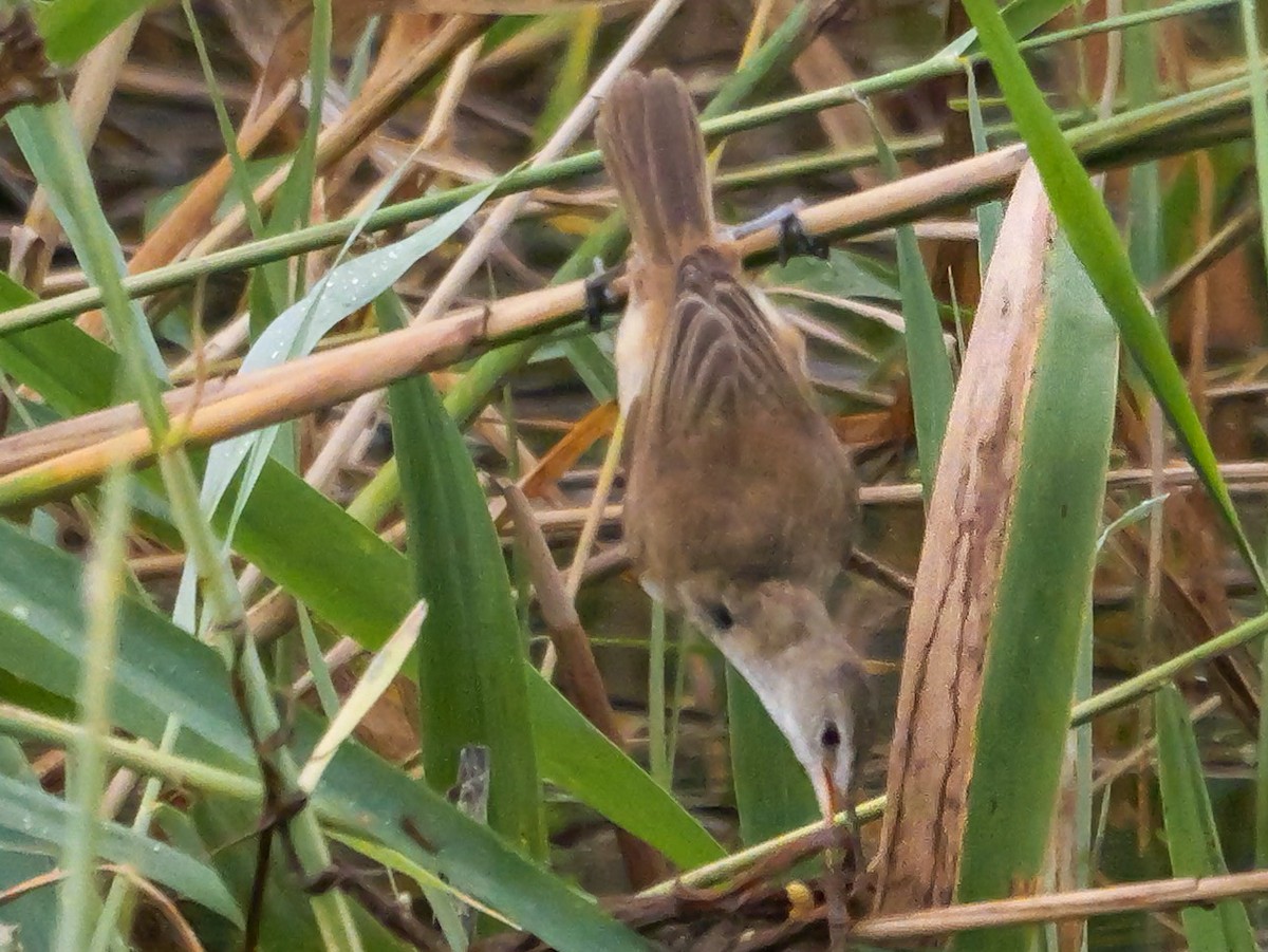 Тростниковая камышевка (группа baeticatus) - ML645150162