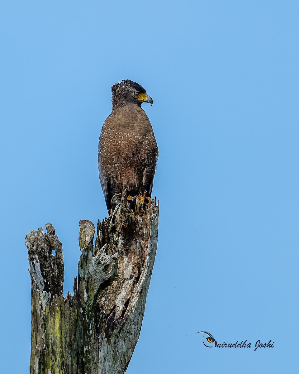 Хохлатый змееяд - ML645150167