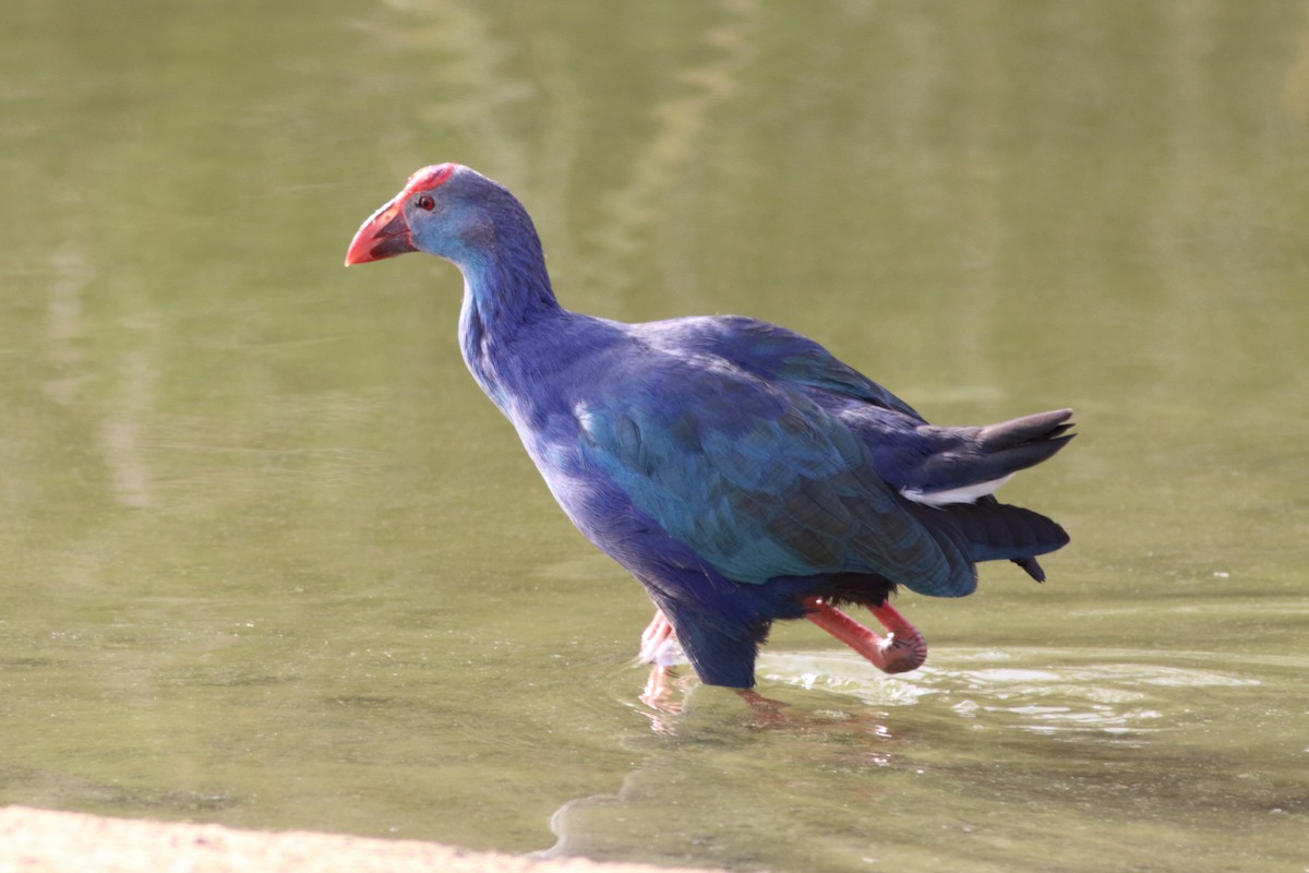 Gray-headed Swamphen - ML645150168