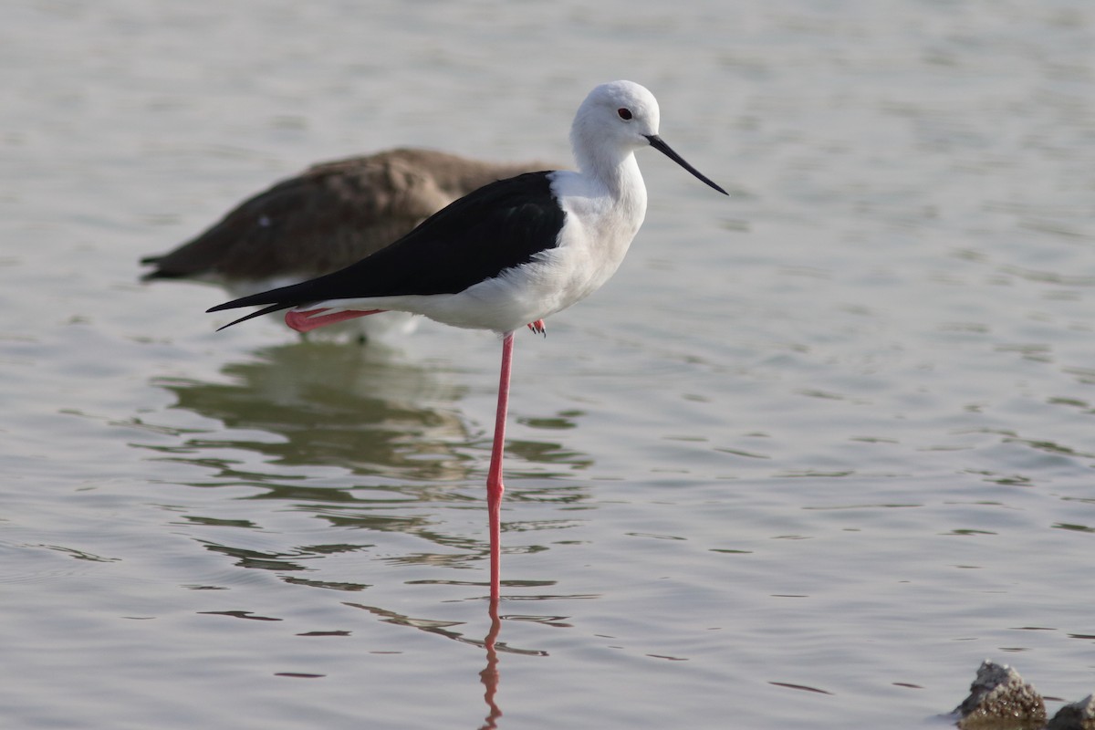 高蹺鴴 - ML645150170