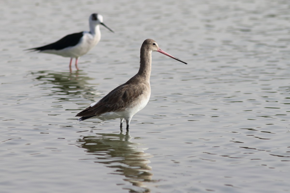 Black-tailed Godwit (European) - ML645150176