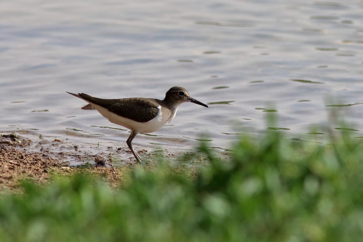 Common Sandpiper - ML645150177