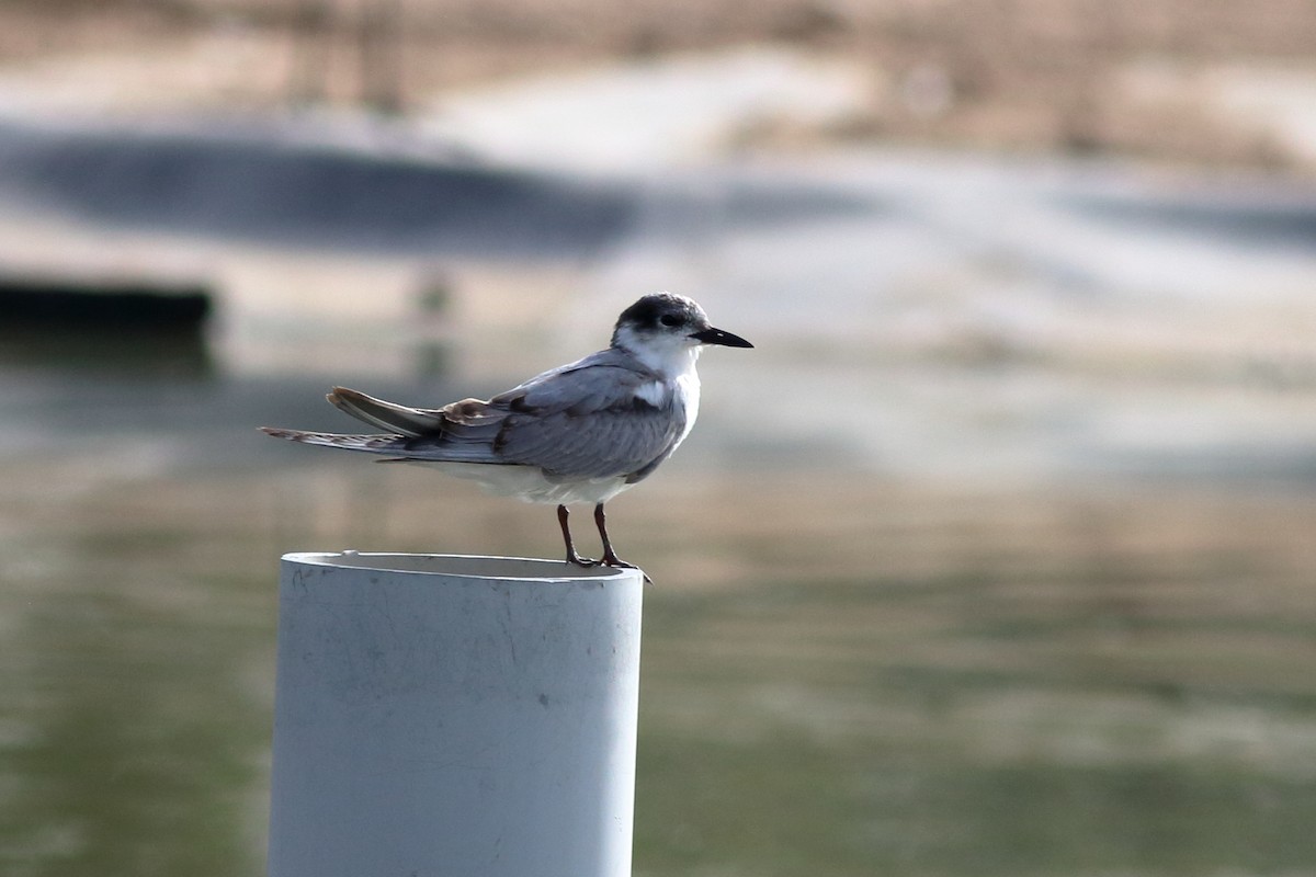 Whiskered Tern - ML645150179