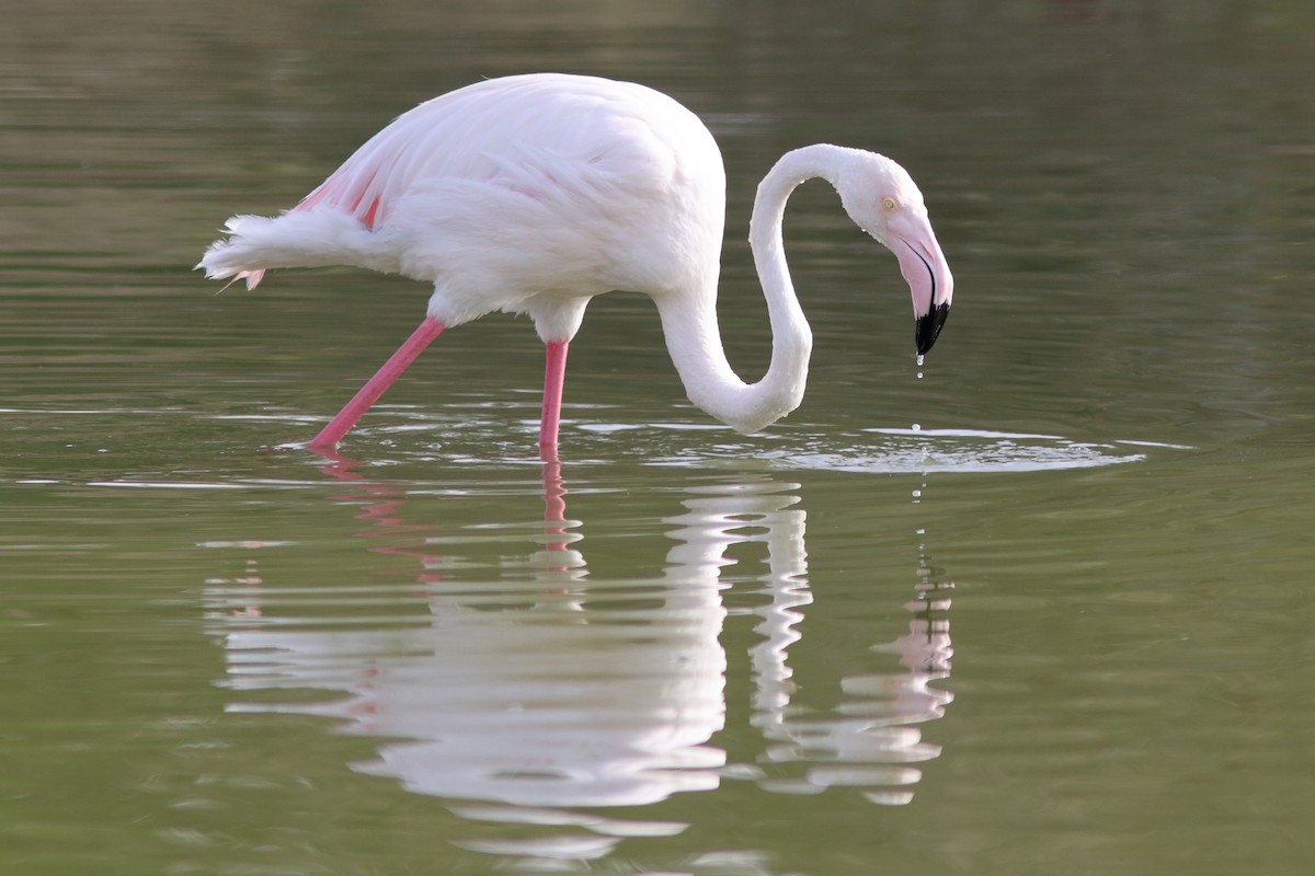 Greater Flamingo - ML645150184