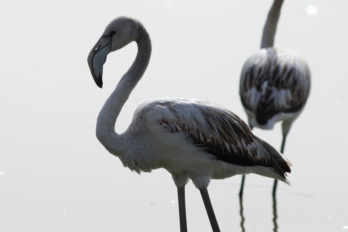 Greater Flamingo - ML645150185