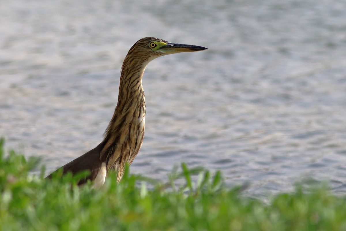 Squacco Heron - ML645150190